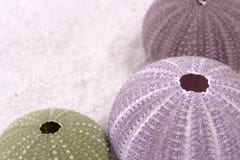 Sea Urchin Shell Still Life Stock Images Sea Urchin Shell Still Life Stock Images
