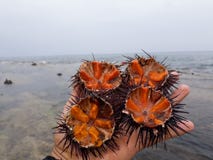 Sea Urchin Stock Photo Image Of Tastesea Acnlsea Factssea