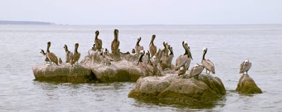 Seabirds And Pelicans On Rocks Stock Photo Seabirds And Pelicans On Rocks Stock Photo