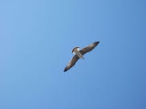 Free Seagull Stock Images - 1015644
