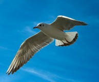 Seagull Stock Image