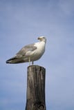 Seagull At The Beach Royalty Free Stock Photo