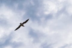 Seagull flying against blue dramatic cloudy sky. Freedom Royalty Free Stock Photos Seagull flying against blue dramatic cloudy sky. Freedom Royalty Free Stock Photos