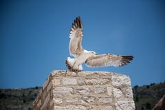 A seagull is flying in the blue sky stock photos A seagull is flying in the blue sky stock photos