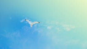 seagull flying in the blue sky royalty free stock photos seagull flying in the blue sky royalty free stock photos