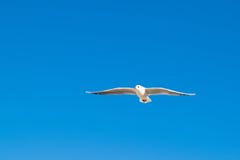 Seagull flying high up in the blue sky stock photo Seagull flying high up in the blue sky stock photo