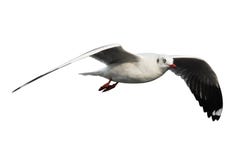Seagull flying isolated on white background royalty free stock images Seagull flying isolated on white background royalty free stock images