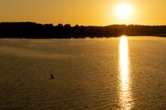 Seagull flying over the lake at sunset royalty free stock photography Seagull flying over the lake at sunset royalty free stock photography
