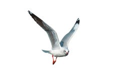 Seagull flying in the white background isolated royalty free illustration Seagull flying in the white background isolated royalty free illustration