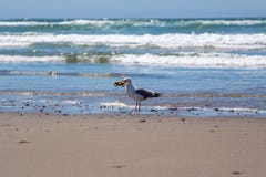 Seagull holding dead crab in a beak stock photo Seagull holding dead crab in a beak stock photo