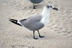 Seagull i sanden på Dania Beach fotografering för bildbyråer Seagull i sanden på Dania Beach fotografering för bildbyråer
