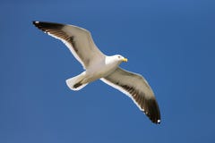 Seagull In Flight Stock Photos Seagull In Flight Stock Photos