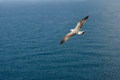 Seagull In The Fly Royalty Free Stock Images
