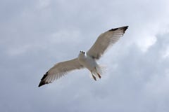 Seagull In The Fly Royalty Free Stock Photography