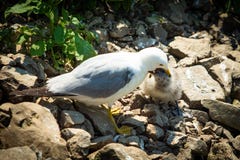 Seagull karmi małego pisklęcego usta usta zdjęcie stock Seagull karmi małego pisklęcego usta usta zdjęcie stock