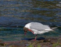 Seagull na brzeg rzeki obraz royalty free Seagull na brzeg rzeki obraz royalty free