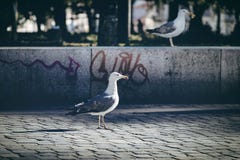 Seagull na ulicie obrazy stock Seagull na ulicie obrazy stock