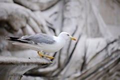 Seagull on the old sculpture royalty free stock photography Seagull on the old sculpture royalty free stock photography
