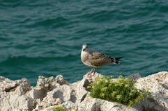 Seagull On Rocks By Sea Stock Photography