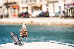 Seagull On The Background Of The Royal Canal In Sete, Languedoc Roussillon, France. Copy Space For Text. Stock Photos Seagull On The Background Of The Royal Canal In Sete, Languedoc Roussillon, France. Copy Space For Text. Stock Photos