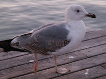 Seagull in the pier royalty free stock photography Seagull in the pier royalty free stock photography