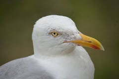 Seagull profile Seagull profile