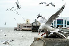 Seagull przy Bangpu, Samut-Prakarn, Tajlandia fotografia stock Seagull przy Bangpu, Samut-Prakarn, Tajlandia fotografia stock