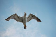 Seagull in the sky royalty free stock images Seagull in the sky royalty free stock images
