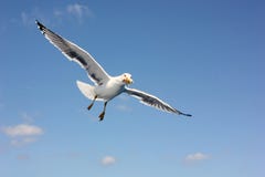Flying seagull eating a sandwich