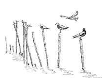 Seagull Standing On The Pole Royalty Free Stock Photography Seagull Standing On The Pole Royalty Free Stock Photography
