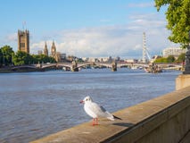 A seagull at the Thames River embankment with the Big Ben, Houses of Parliament and London Eye on the background. royalty free stock images A seagull at the Thames River embankment with the Big Ben, Houses of Parliament and London Eye on the background. royalty free stock images
