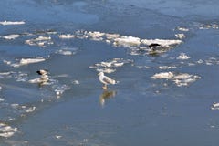 Seagull και οι κόρακες περπατούν κατά μήκος του παγωμένου ποταμού στοκ εικόνα Seagull και οι κόρακες περπατούν κατά μήκος του παγωμένου ποταμού στοκ εικόνα