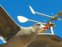 Seagull ανοικτή ανύψωση φτερών μπλε ουρανού μυγών ενάντια καιρικό vane μπλε ουρανού στοκ φωτογραφία με δικαίωμα ελεύθερης χρήσης Seagull ανοικτή ανύψωση φτερών μπλε ουρανού μυγών ενάντια καιρικό vane μπλε ουρανού στοκ φωτογραφία με δικαίωμα ελεύθερης χρήσης