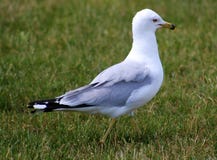 Seagull που περπατά στην πράσινη χλόη κατά τη διάρκεια του καλοκαιριού του Μίτσιγκαν Στοκ φωτογραφία με δικαίωμα ελεύθερης χρήσης Seagull που περπατά στην πράσινη χλόη κατά τη διάρκεια του καλοκαιριού του Μίτσιγκαν Στοκ φωτογραφία με δικαίωμα ελεύθερης χρήσης