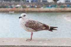 Seagull που σκαρφαλώνει στο λιμένα στοκ εικόνες με δικαίωμα ελεύθερης χρήσης Seagull που σκαρφαλώνει στο λιμένα στοκ εικόνες με δικαίωμα ελεύθερης χρήσης