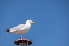 Seagull που σκαρφαλώνει σε έναν εξαεριστήρα στοκ εικόνες Seagull που σκαρφαλώνει σε έναν εξαεριστήρα στοκ εικόνες