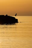 Seagull σκιαγραφία πουλιών που προσγειώνεται στο λιμενοβραχίονα/την αποβάθρα βράχου στην ανατολή με το χρυσό φως, cala bona, Μαγι στοκ φωτογραφία με δικαίωμα ελεύθερης χρήσης Seagull σκιαγραφία πουλιών που προσγειώνεται στο λιμενοβραχίονα/την αποβάθρα βράχου στην ανατολή με το χρυσό φως, cala bona, Μαγι στοκ φωτογραφία με δικαίωμα ελεύθερης χρήσης