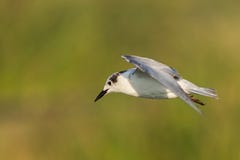 Seagull στο χρυσό φως στοκ εικόνα με δικαίωμα ελεύθερης χρήσης Seagull στο χρυσό φως στοκ εικόνα με δικαίωμα ελεύθερης χρήσης