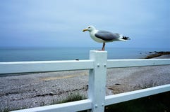 Seagull συνεδρίαση σε έναν άσπρο φράκτη στην παραλία στη Νορμανδία Γαλλία στοκ φωτογραφία με δικαίωμα ελεύθερης χρήσης Seagull συνεδρίαση σε έναν άσπρο φράκτη στην παραλία στη Νορμανδία Γαλλία στοκ φωτογραφία με δικαίωμα ελεύθερης χρήσης