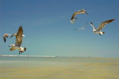 Seagulls Stock Photography