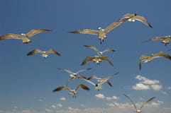 Seagulls Royalty Free Stock Photography
