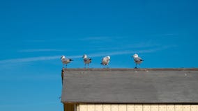  seagulls fotografering för bildbyråer