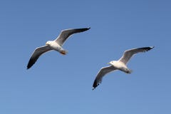 Seagulls Stock Images