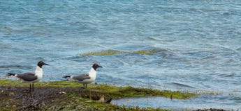 seagulls royaltyfria bilder seagulls royaltyfria bilder