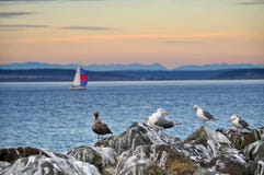 Seagulls And Sailboat Stock Photo