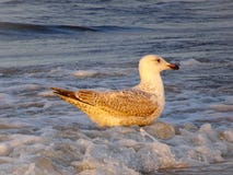 Seagulls on the Baltic Sea island of Rügen royalty free stock photos Seagulls on the Baltic Sea island of Rügen royalty free stock photos