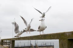Seagulls sitting on a fence stock photos Seagulls sitting on a fence stock photos