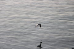 Seagulls in flight royalty free stock photography Seagulls in flight royalty free stock photography