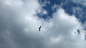 Seagulls flying in the clouds. Celestial bird, Sea Gull, A bird in flight
