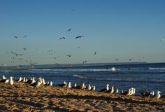 Seagulls i surfingowowie na plażach Caparica, Portugalia zdjęcia royalty free Seagulls i surfingowowie na plażach Caparica, Portugalia zdjęcia royalty free
